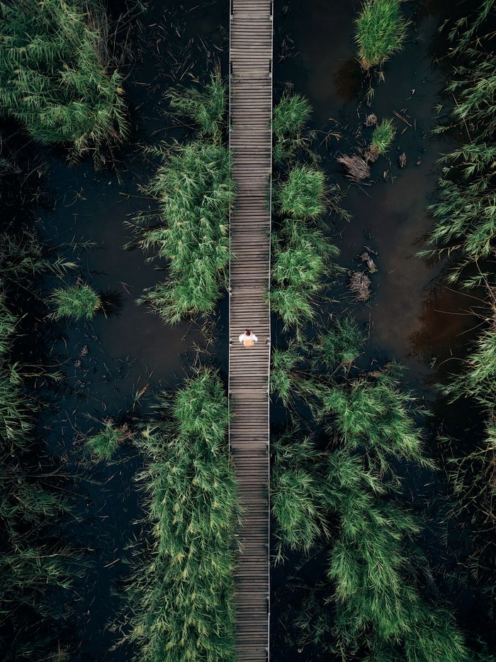pexels photo 19105509 Drone shot capturing a solitary person on a boardwalk amidst lush green reeds in a scenic wetland.